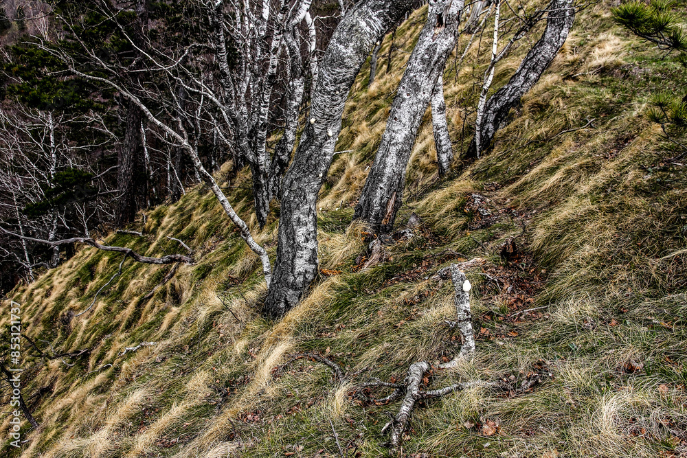 Beautiful white birch trees in a mountain meadow Beautiful white birch trees in a mountain meadow