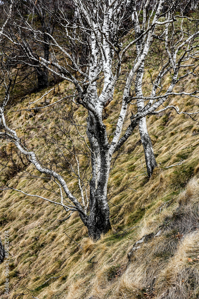 Beautiful white birch trees in a mountain meadow Beautiful white birch trees in a mountain meadow