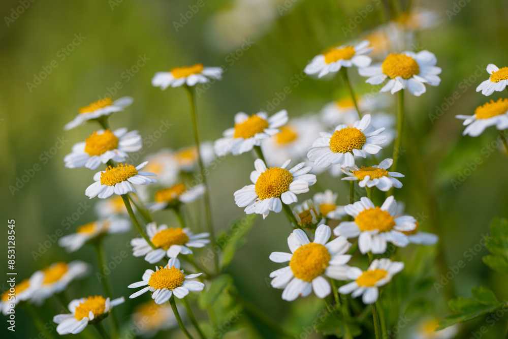 Marguerite Daisies Tanacetum Parthenium Feverfew White Daisy Side View Background Marguerite Daisies Tanacetum Parthenium Feverfew White Daisy Side View Background