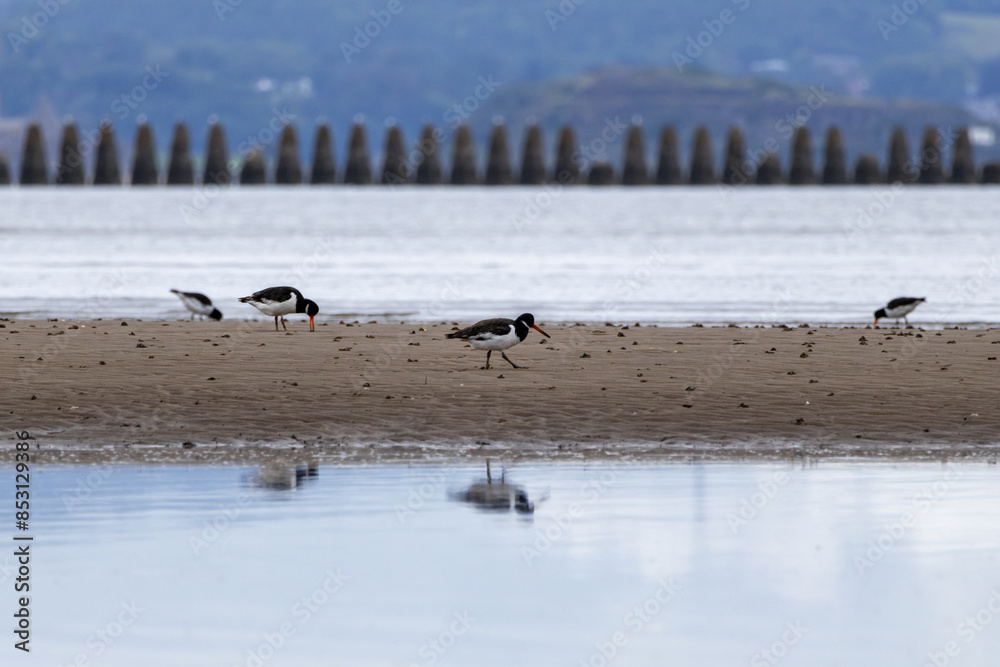 Fototapeta premium Oystercatcher (Haematopus) digging in the sand for food on Cramond Beach. Scotland