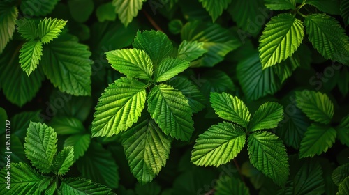 Patterns of vibrant green leaves