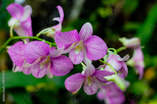 A blossoming orchid flower in the park on a summer day. Floral background