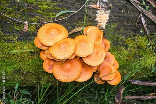 Gymnopilus junonius (Laughing gym) mushrooms in Sao Francisco de Paula, South of Brazil photo