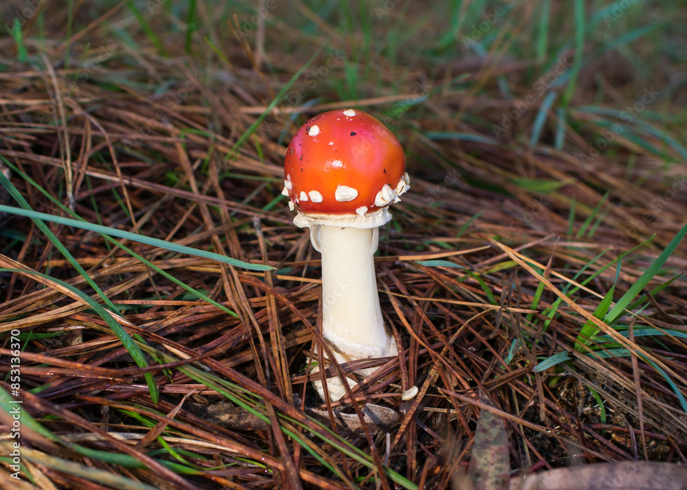 Young Amanita muscaria (Fly agaric) mushroom in Sao Francisco de Paula, South of Brazil Young Amanita muscaria (Fly agaric) mushroom in Sao Francisco de Paula, South of Brazil