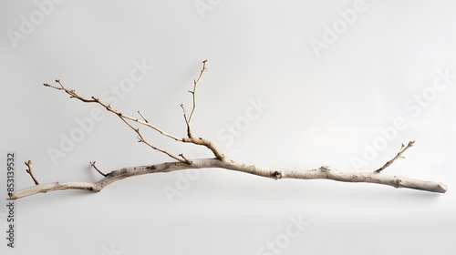 a wooden branch white background