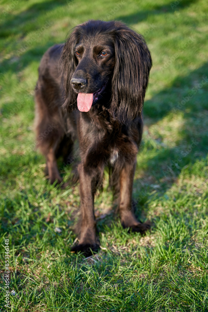 Beautiful black Irish setter mix dog is playing with a ball in the garden during summer Beautiful black Irish setter mix dog is playing with a ball in the garden during summer