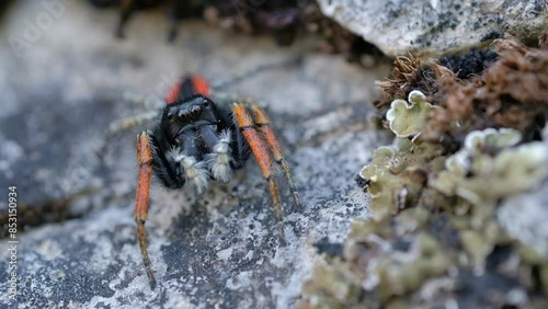 jumping spider, Philaeus chrysops
 photo