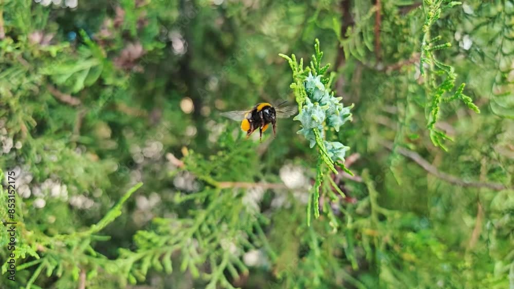 Bumblebee flies away from green plant Bumblebee flies away from green plant