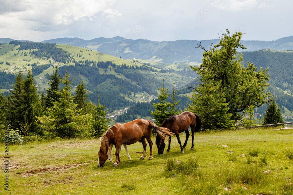 a herd of horses grazing in a glade a herd of horses grazing in a glade