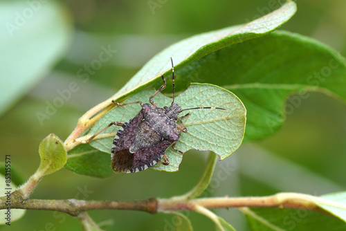 Brown marmorated stink bug (Halyomorpha halys), family Pentatomidae. On leaves of a shrub. Summer, June, France photo