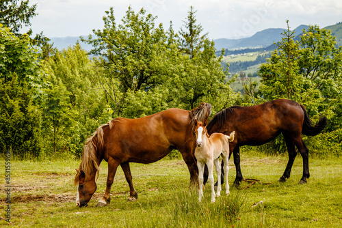 a herd of horses grazing in a glade	