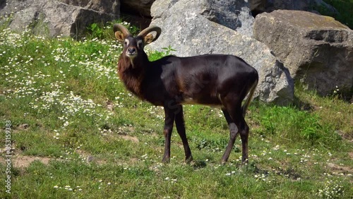 Nile lechwe or Mrs Gray's lechwe (Kobus megaceros) is an endangered species of antelope found in swamps and grasslands in South Sudan and Ethiopia. photo