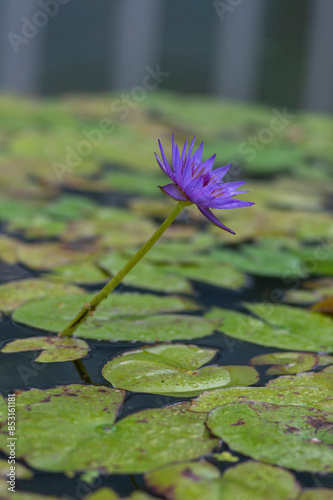 Nymphaea caerulea zanzibarensis water lily plant in bloom, beautiful flowering lotus flowers in decorative garden pond photo