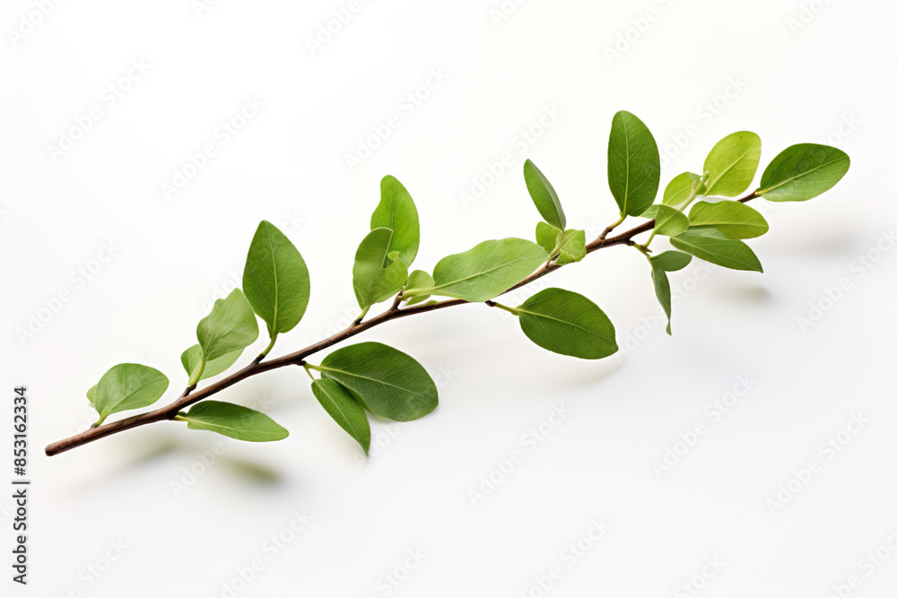 a branch with leaves isolated on clear white background a branch with leaves isolated on clear white background