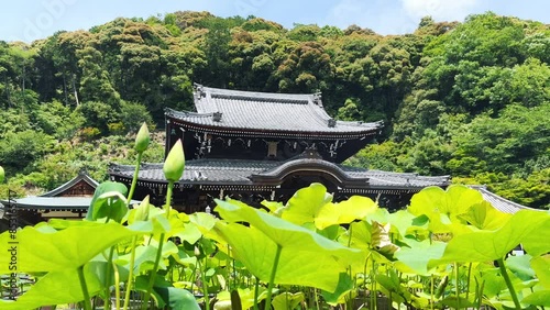 三室戸寺 本堂と蓮の葉 photo