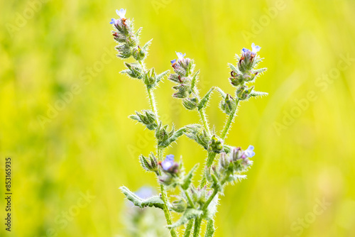 Small bugloss - Anchusa arvensis plant detail on blurred green background photo