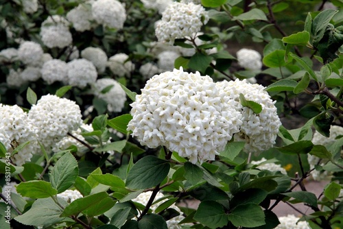 corymbs white flowers of Viburnum Carlcephalum shrub at spring