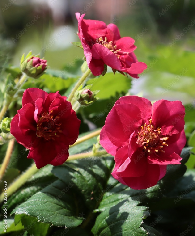 strawberry plant,fruits and flowers close up strawberry plant,fruits and flowers close up