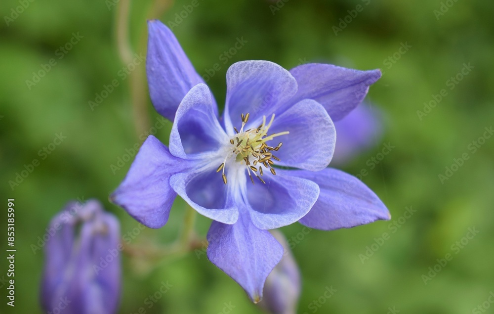 Floraison bleue d'Ancolie commune European Columbine (Aquilegia Vulgaris). Gros plan en extérieur.