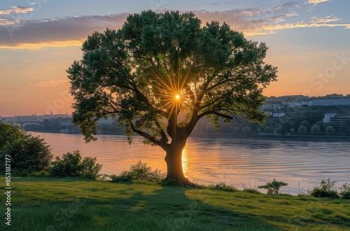Large Tree Silhouetted Against Golden Sunset Over River and City