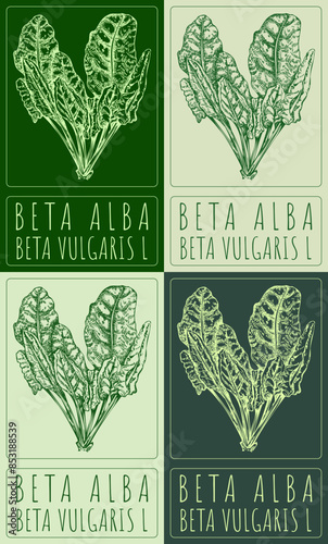 Set of vector drawing BETA ALBA in Chinese in various colors. Hand drawn illustration. The Latin name is BETA VULGARIS L