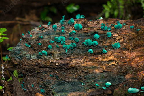 Chlorociboria sp. (Green elfcup), wild fungi in Sao Francisco de Paula, Brazil photo