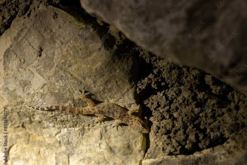 gecko on the stone gecko on the stone