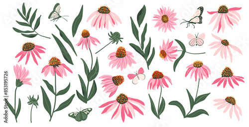 Coneflower purple set isolated on white background. Echinacea Purpurea wild flowers collection. Vector hand drawn flat illustration.