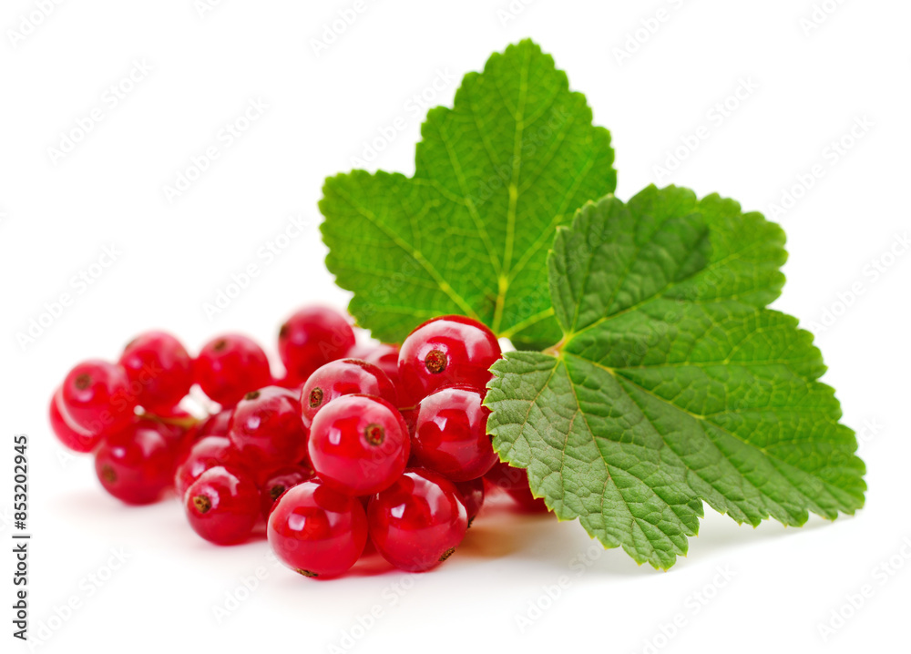 Red currants with green leaves. Red currants with green leaves.