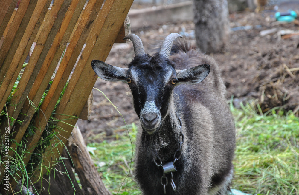 Obraz premium portrait of a black goat with big horns near a feeder in a farm yard