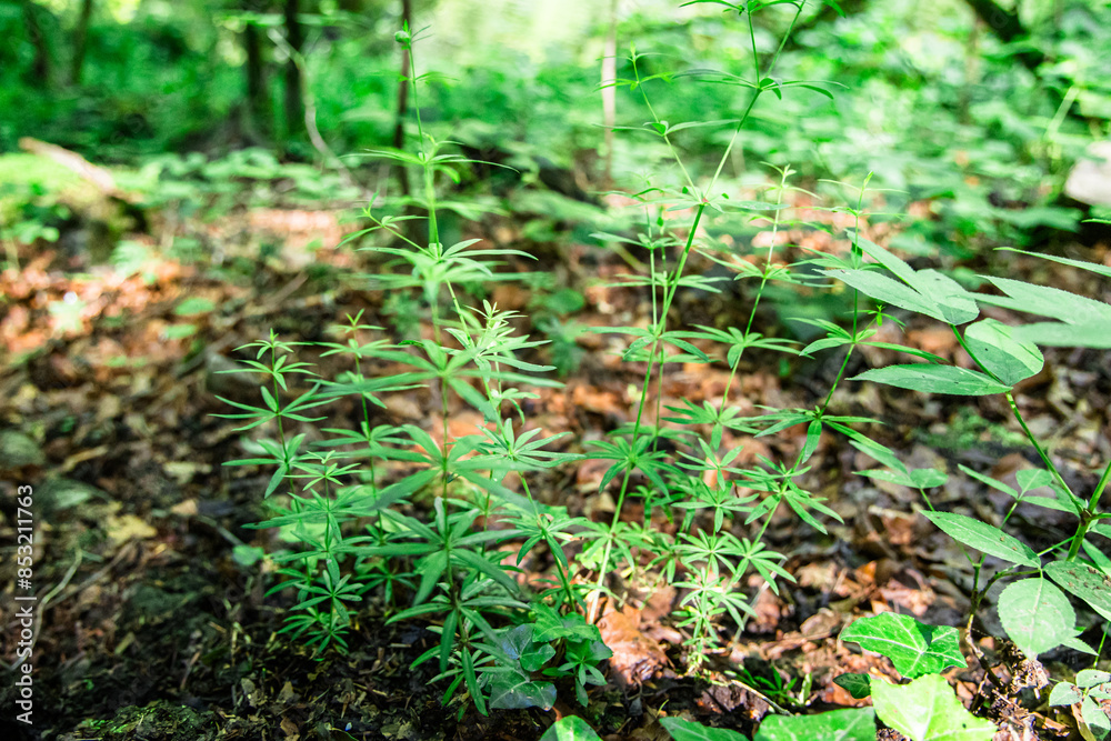 Lush Green Plants Galium verum Growing on Forest Floor in Summer Sunlight