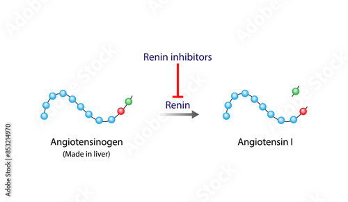 Renin inhibitors. Renin-Angiotensin-Aldosterone System, RAAS. Angiotensinogen and Angiotensin I. Vector illustration.