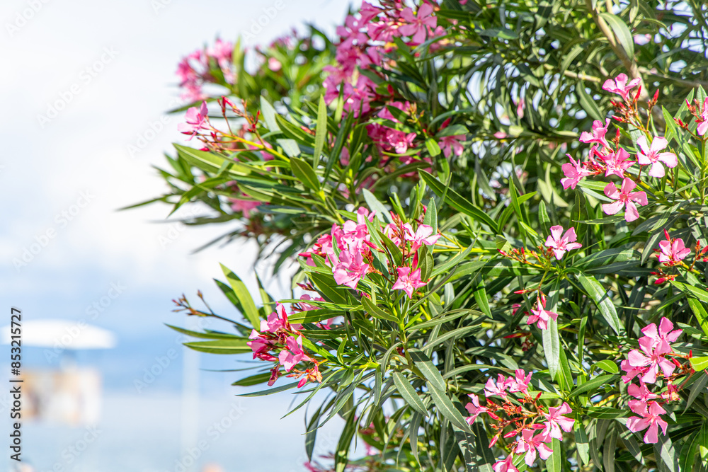 Pink Oleander Flowers Blooming on a Sunny Summer Day in town Opatija Pink Oleander Flowers Blooming on a Sunny Summer Day in town Opatija