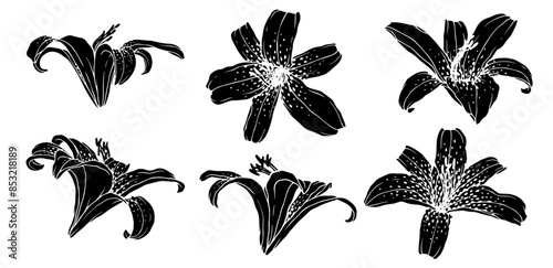 Collection of silhouettes and stamps of lily flowers. Vector graphics.