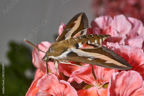 The bedstraw hawk-moth (Hyles gallii) belongs to the hawk moth family (Sphingidae). It can be encountered both at night and during the day. photo