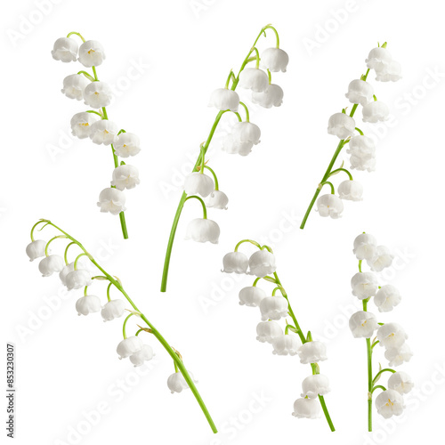Lily of the valley isolated on white background, full depth of field