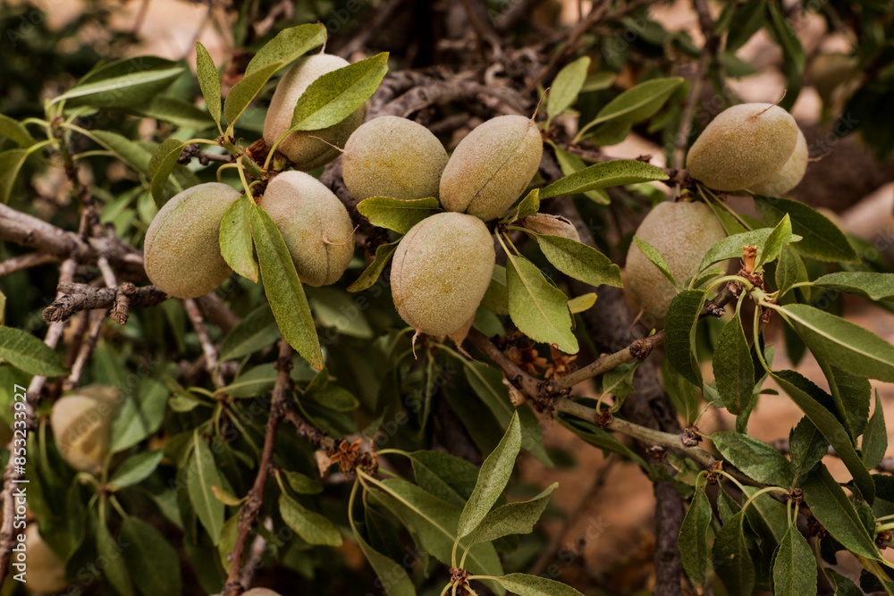 Fototapeta premium almond nuts on tree