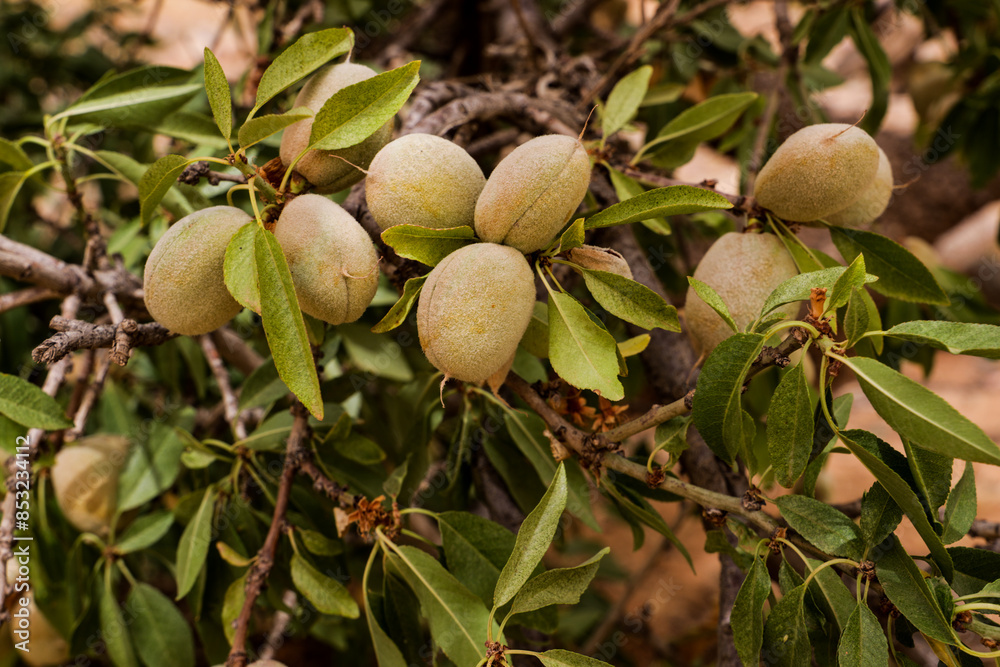 almond nuts on tree