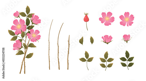 Tender Pink Flowers of Rosa Canina or Dog Rose Plant with Mature Red Rose Hips Vector Set