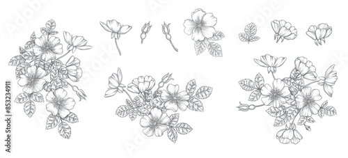 Wild rose flower set, line art drawing. Outline floral design elements isolated on white background, vector illustration. Hand drawn rose hip flowers, buds, berries and leaves