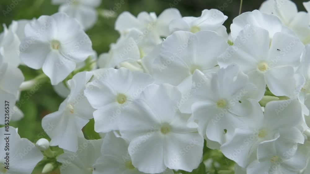 beautiful white phloxes blossom in garden. close up footage. sunny morning beautiful white phloxes blossom in garden. close up footage. sunny morning