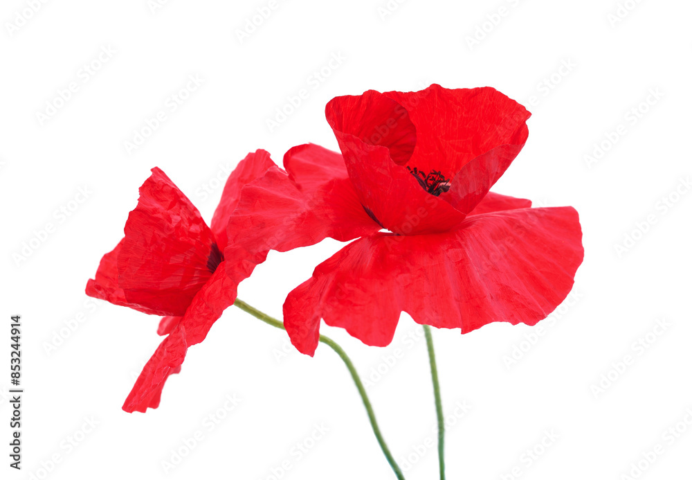 Flowers of red poppy. Flowers of red poppy.