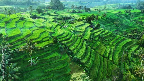 Landscape view of Jatiluwih Rice Terraces in Penebel District, Tabanan Regency, Bali, Indonesia. UNESCO's world's cultural heritage site photo