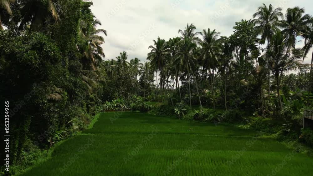 Aurial view of exotic bright, grassy agricultural rice field with palms on the both sides. Aurial view of exotic bright, grassy agricultural rice field with palms on the both sides.