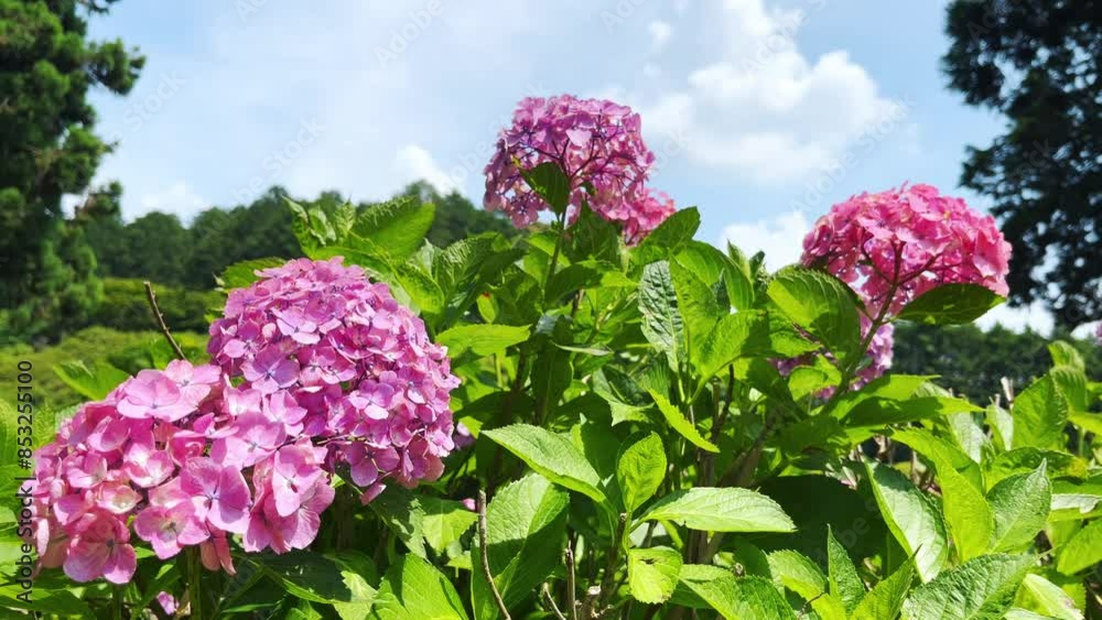 三室戸寺 カラフルな紫陽花