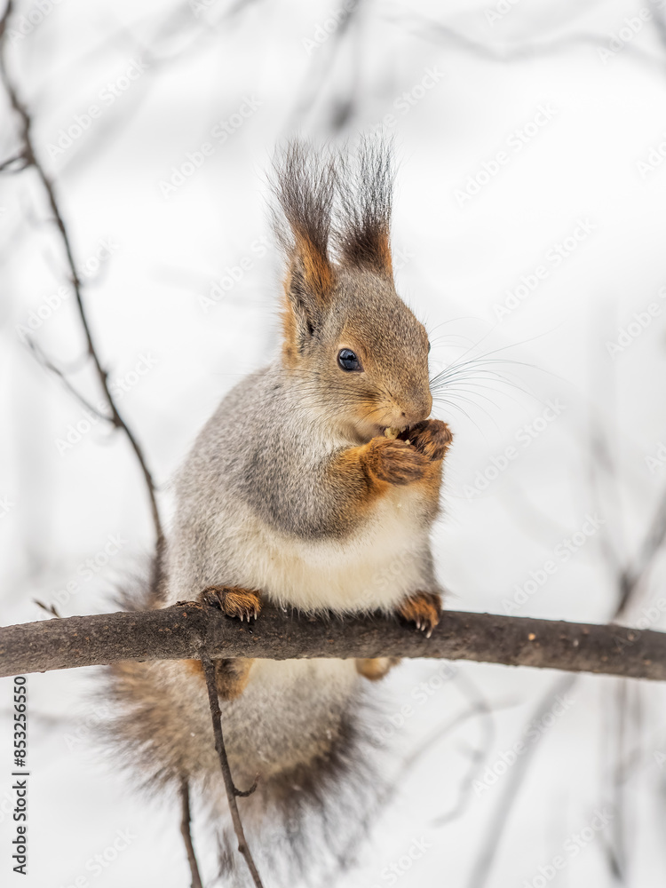 The squirrel with nut sits on tree in the winter or late autumn The squirrel with nut sits on tree in the winter or late autumn