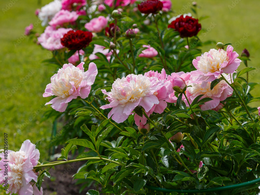 Fototapeta premium Paeonia Raspberry Sundae in bloom in spring garden