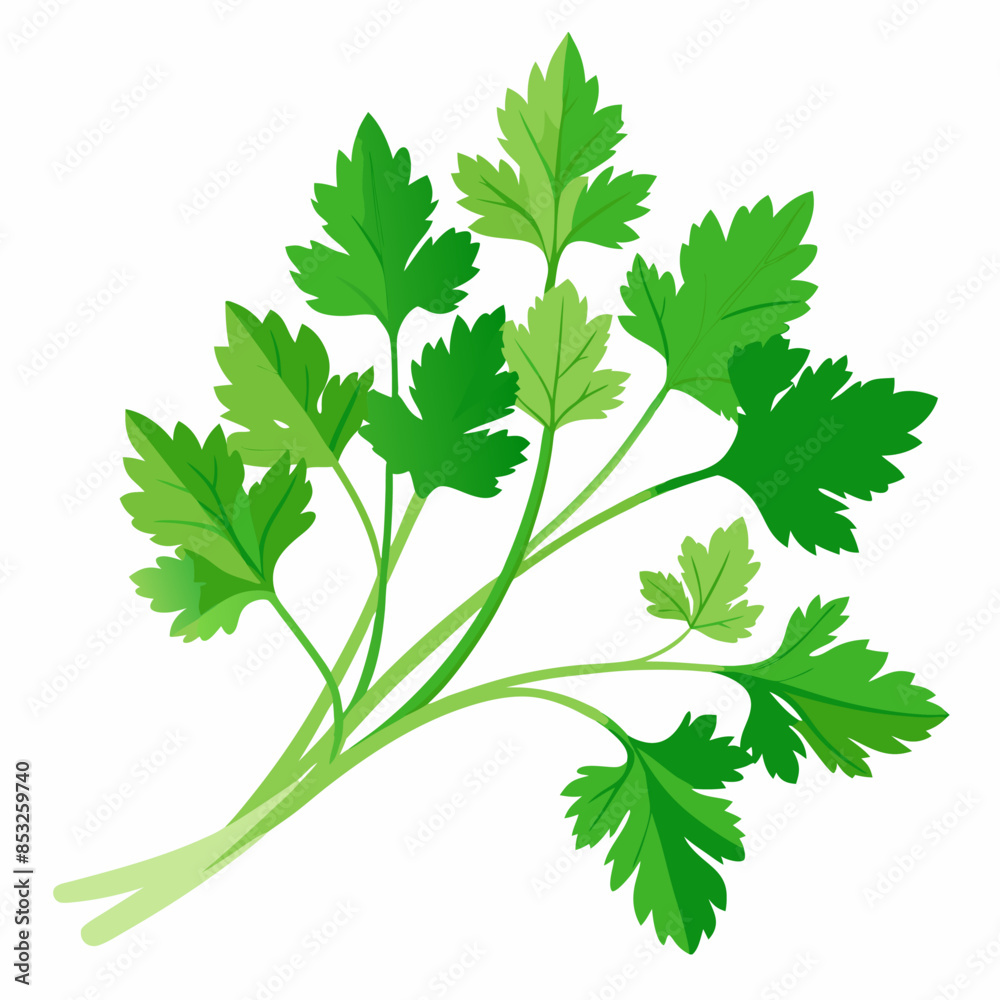 Flat vector image of fresh green parsley leaves, shown whole, on a white background. Flat vector image of fresh green parsley leaves, shown whole, on a white background.