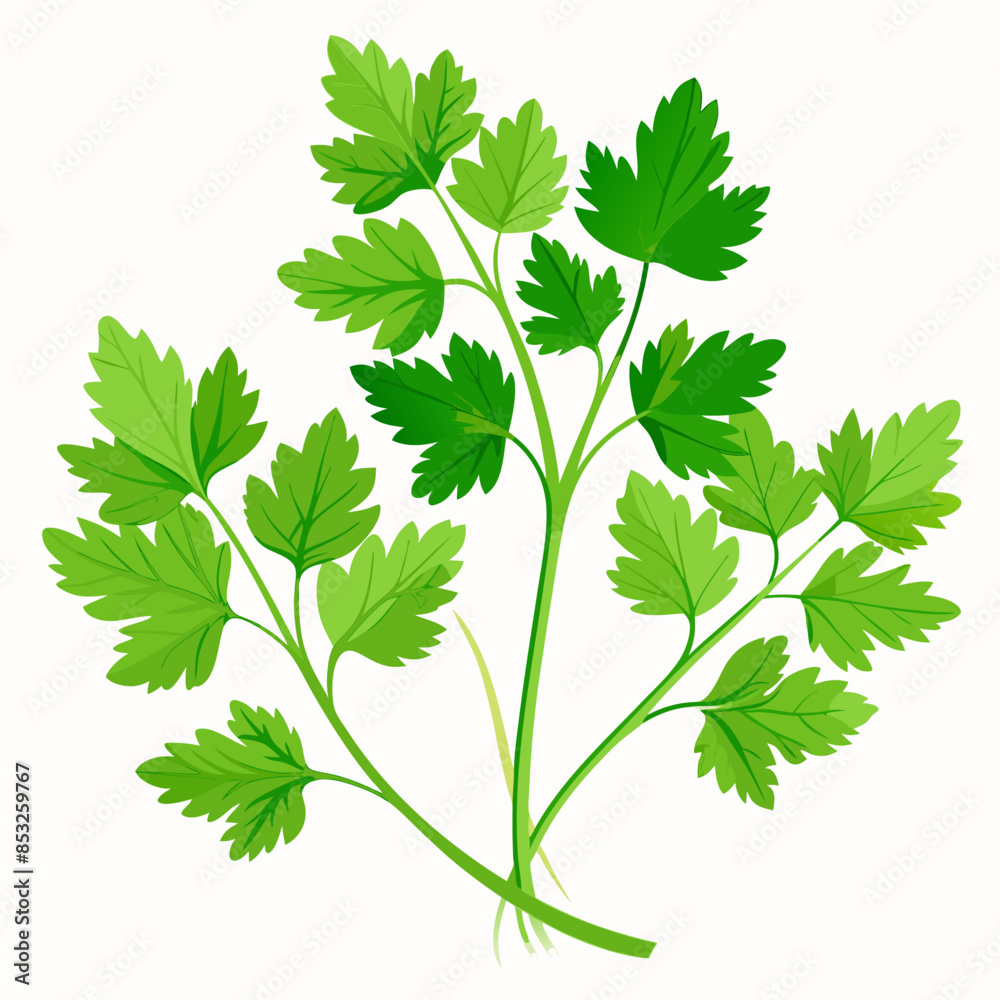 Flat vector image of fresh parsley leaves, shown whole, on a white background. Flat vector image of fresh parsley leaves, shown whole, on a white background.