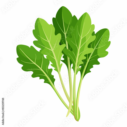 Flat vector image of fresh arugula leaves, shown whole and in bunches, on a white background.